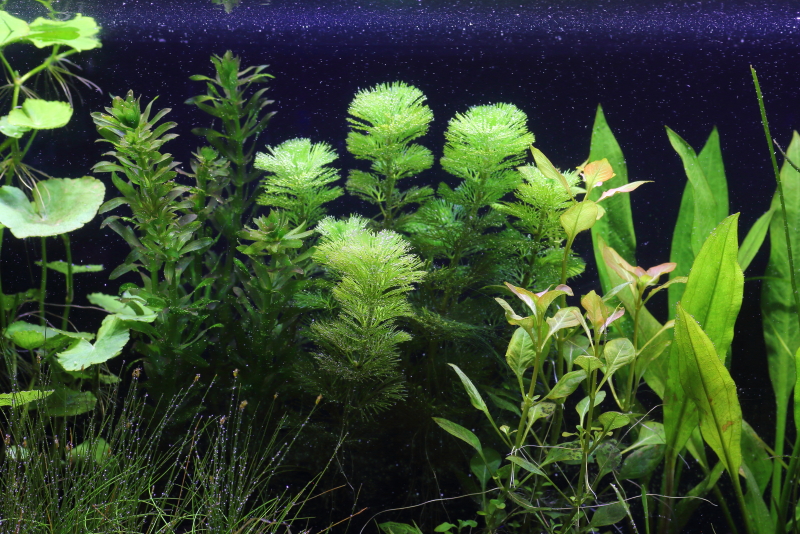 植栽から9日目　カボンバ